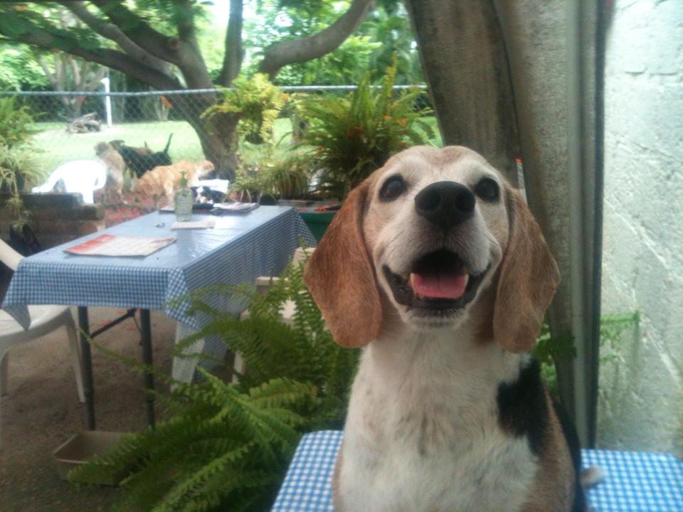 Dog sitting Puerto Vallarta