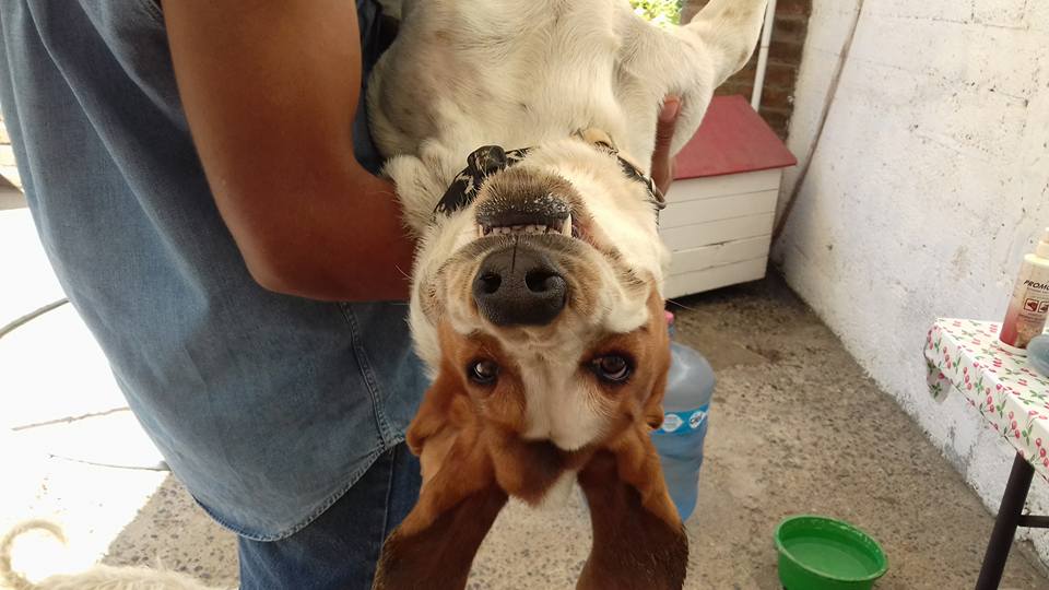 Hotel para perros